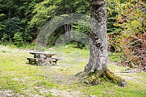 Bench in the forest photo