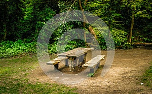 Bench in a forest