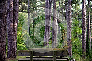 Bench in the forest among pine trunks