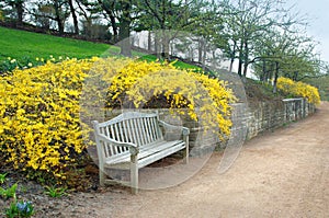 Bench with Forsythia Blooming