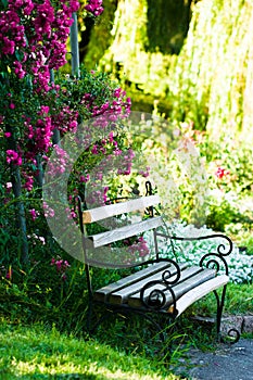 Bench in the garden