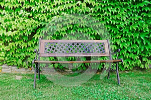 Bench with green foliage in the background