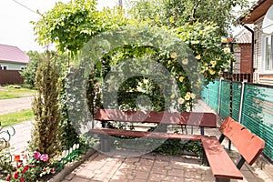 Bench in a green garden