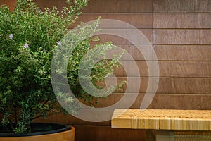 A bench and green leaves tree against wooden wall