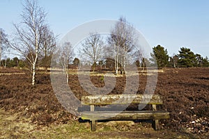 Bench into heathland in spring