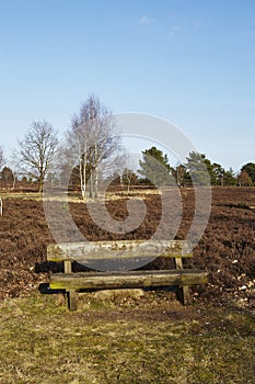 Bench into heathland in spring