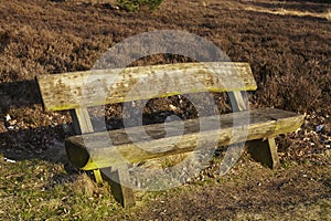 Bench into heathland in spring