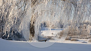 Bench on a hill under a birch tree in ice and snow in winter on a frosty sunny day