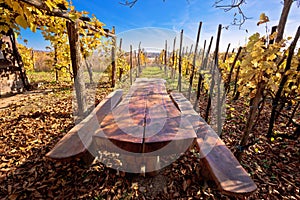 Bench in idyllic autumn vineyards trellis