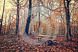 Bench ina forest in autumn