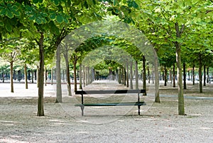 Bench in Luxembourg Gardens