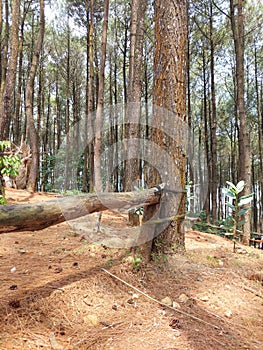 Bench made of pine tree trunk in pine forest