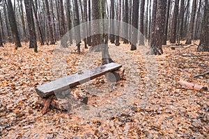 bench made of wood in the autumn forest among fallen leaves