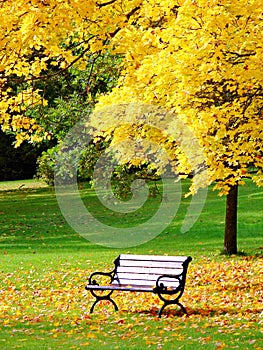 Bench and maple in city park in autumn