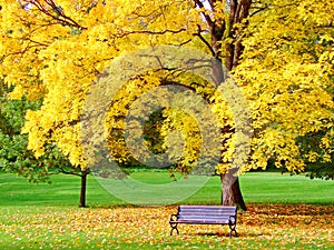 Bench and maple in city park in autumn