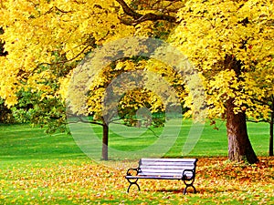 Bench and maple in city park in autumn