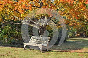 Bench and Maple Tree