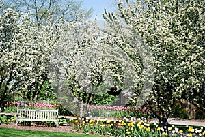 A bench in the middle of tulips and flowering trees.