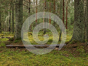 Bench in the middle of wilderness