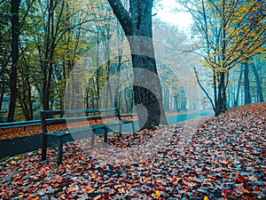 Bench near asphalt road in beautiful mystical forest on blue fog in autumn