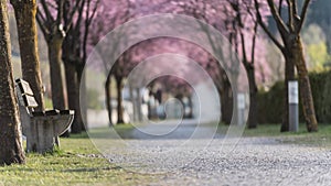 A bench next walkway in a flowering avenue