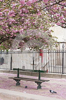 Bench in Notre Dame Park photo