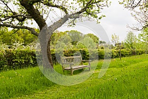 Bench in orchard garden