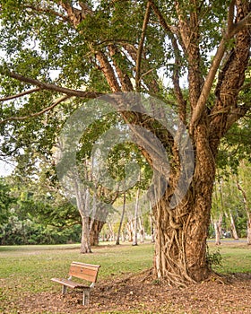 Bench, Paperbark Tree, Jalunbu Park, Port Douglas, QLD, Australia