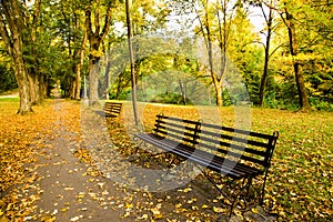 Bench in the park