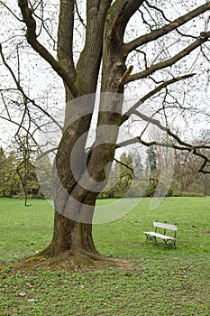 Bench in a park