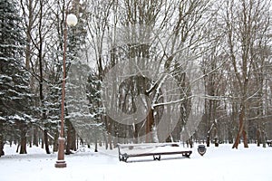 Bench in the park