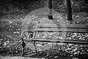 Bench in the park in black and white.