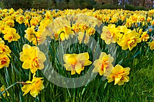 Bench in the park. Group of yellow Narcissus.