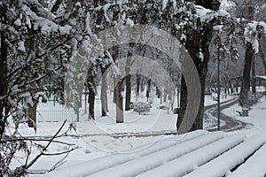 bench in the park with snow. and trees.