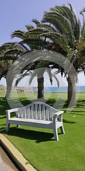 Bench in the park with three palm trees next to it in the background the sea