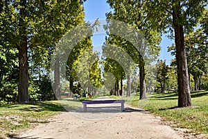 Bench at a park with trees on both sides of the road on a sunny day