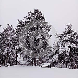 Bench, park and trees covered with snow. Wonderful winter scene and beautiful landscape.