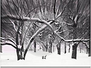 Bench in the park at the winter time