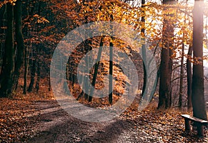 Bench and path in a golden autumn forest.