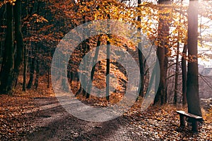 Bench and path in a golden autumn forest.