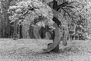 Bench in a pine autumn forest