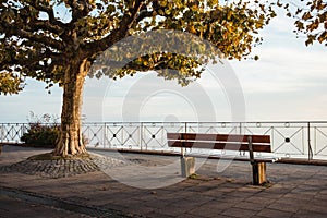 Bench and platanus tree on a sunset at Meersburg Seepromenade