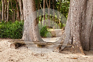 Bench at Radhanagar Beach