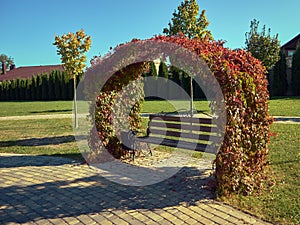 A bench for recreation stands in a public park, the bench is framed by an arch along which vines are twining