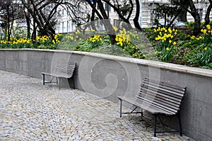bench at a retaining wall in a park of black bushes early spring blooming Narcissus pseudonarcissus on a high flowerbed path of gr