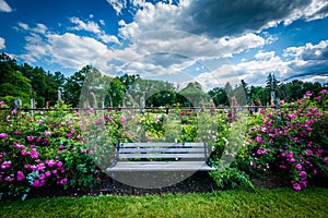 Bench and rose gardens at Elizabeth Park, in Hartford, Connecticut.