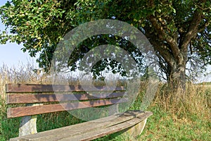 bench in the shade of tree