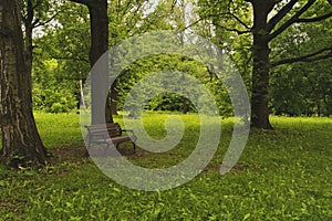 A bench in the shade under a tree.