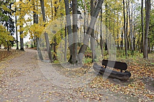 Bench similar to a small boat made of a tree trunk is installed in the park among the autumn trees