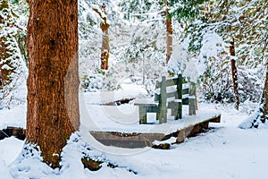 Bench in a snowy forest, on a hiking trail, after a snowstorm in Vancouver Delta BC, at Burns Bog. Evergreen tree trunk and